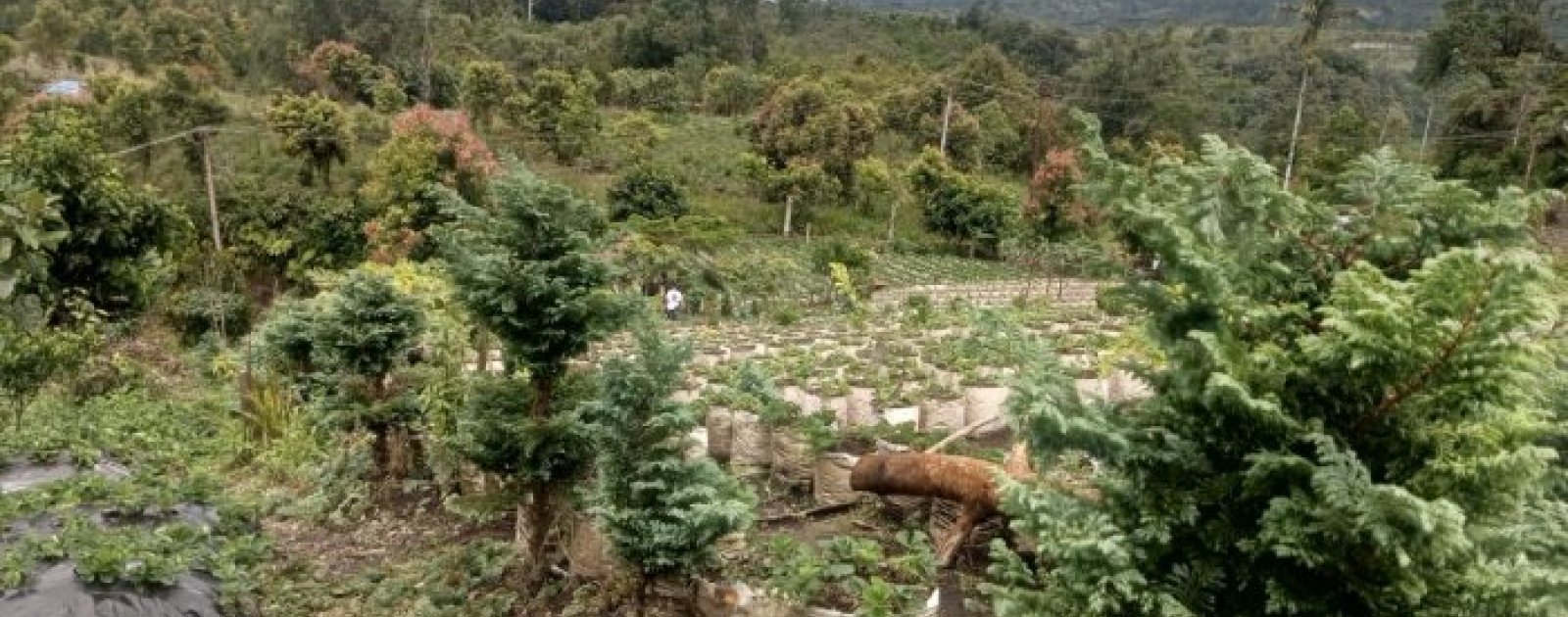 PTK MTsN 6 Kerinci Nikmati Keseruan Memetik Stroberi dan Menyaksikan Keindahan Alam
