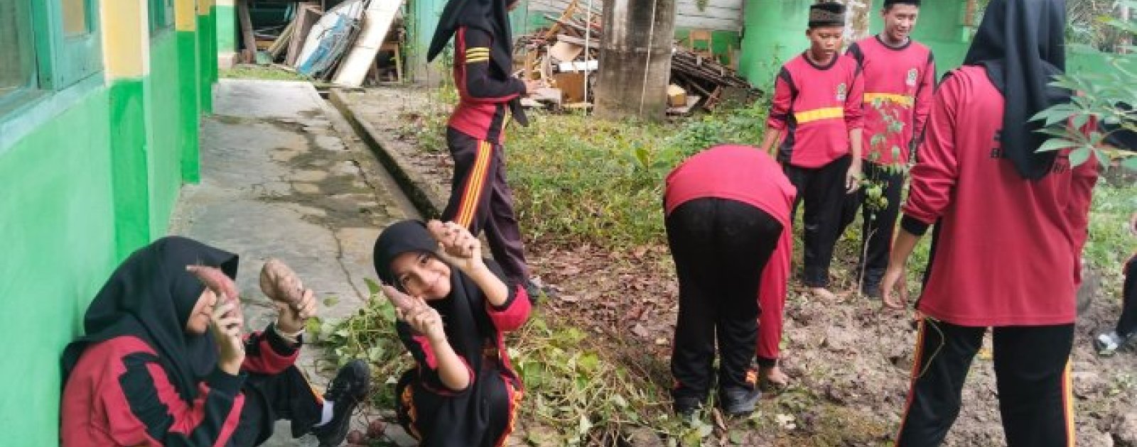 Siswa Kelas 7 MTsN 4 Batanghari Seru-Seruan Panen Ubi Rambat dari Program KITELA